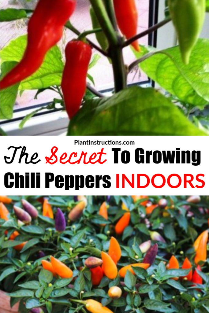 How To Grow Chili Peppers Indoors Plant Instructions