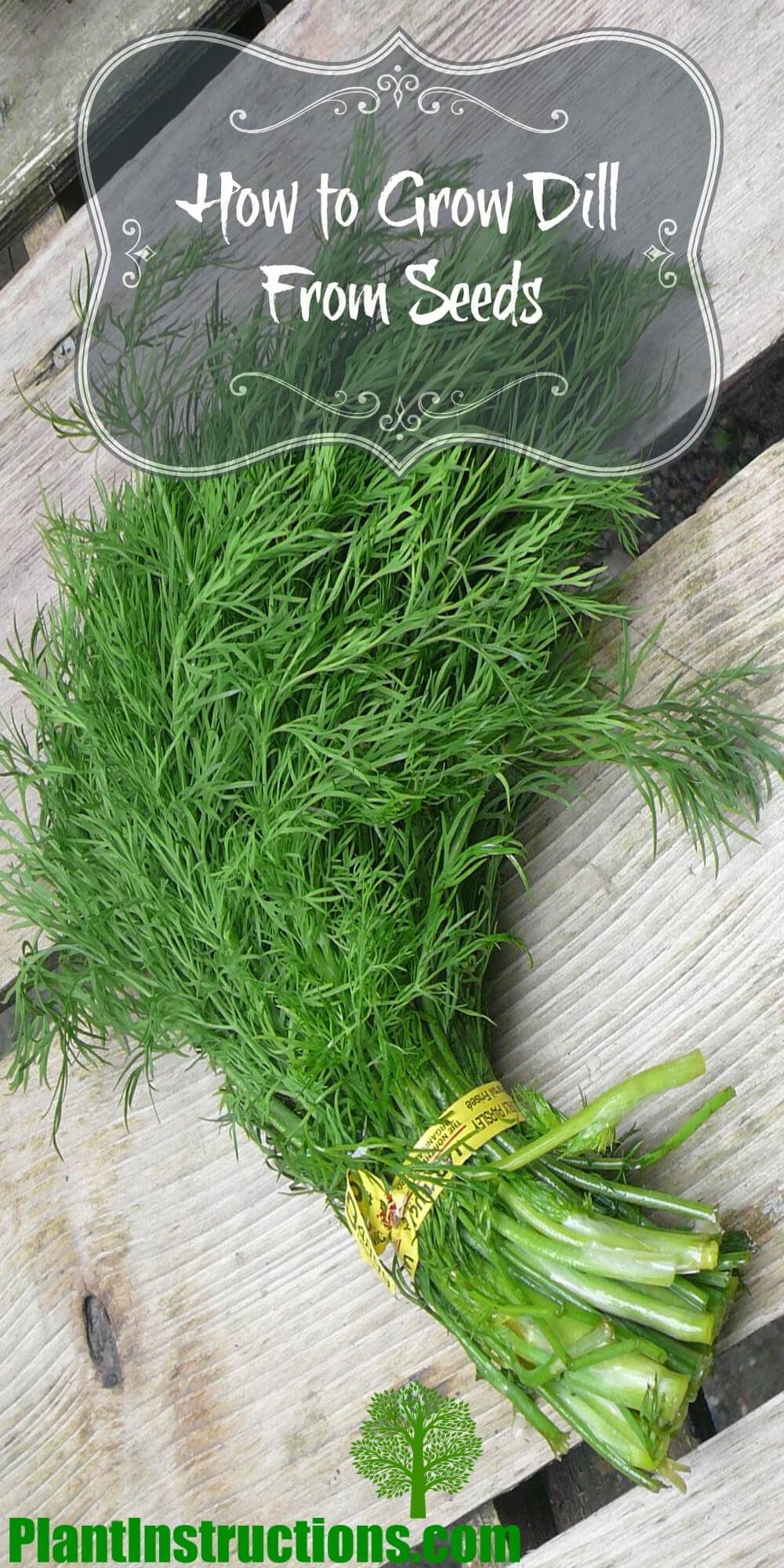 How to Grow Dill From Seeds - Plant Instructions