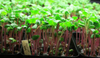 How to Grow Microgreens at Home