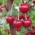 How to Grow a Cherry Tree From Seeds
