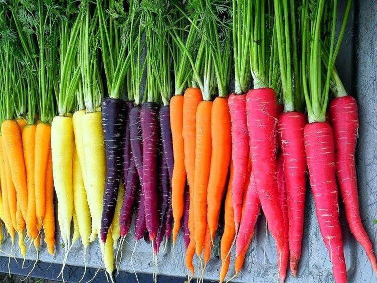 Get the Most Out of Your Carrot Harvest: Growing and Harvesting Tips