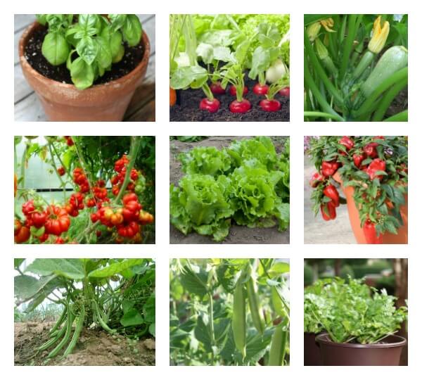 10 High Yield Vegetables You Should Plant Today
