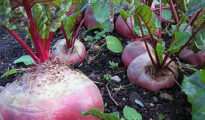 How to Grow Beets in Your Garden