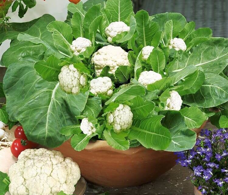 How to Grow Cauliflower in Pots or Containers