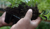 Choosing the Right Soil for Your Garden: A Comprehensive Guide