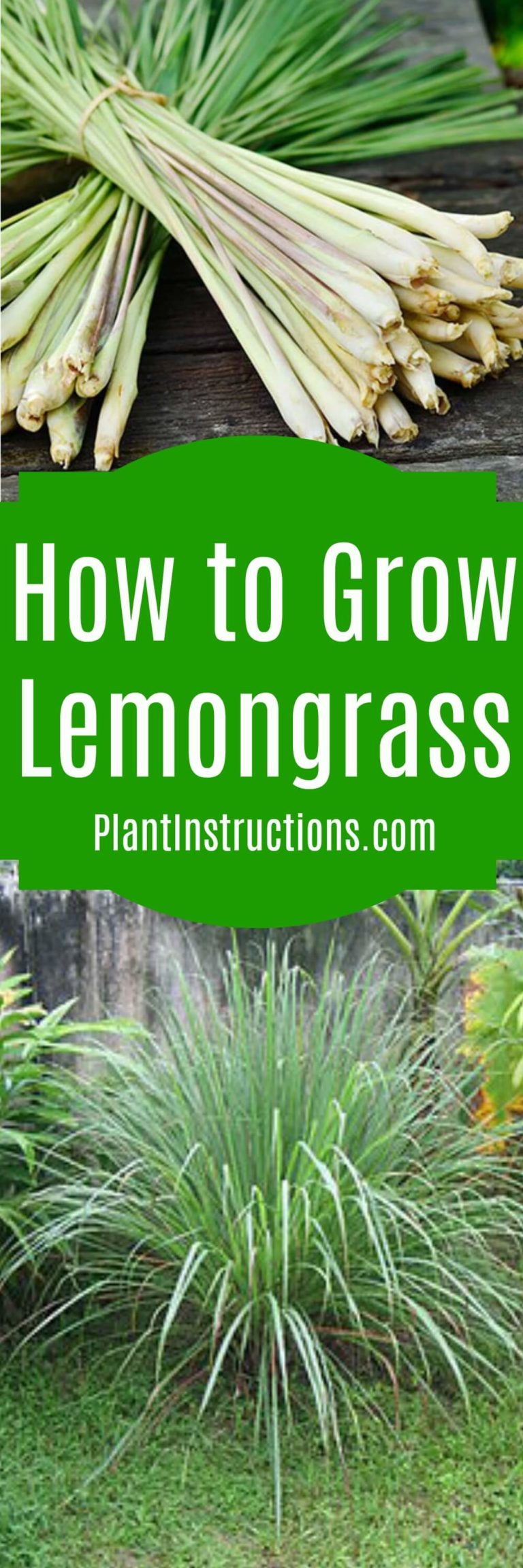 How to Grow Lemongrass - Plant Instructions