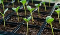 Techniques for Transplanting Seedlings without Shock