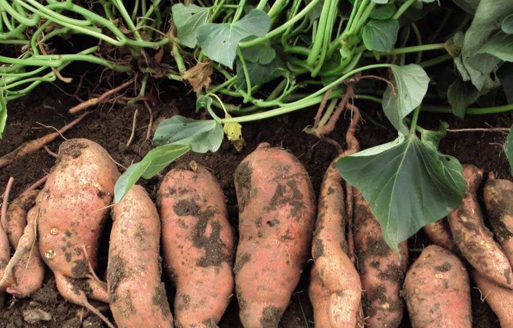 How to Grow Sweet Potatoes From Slips