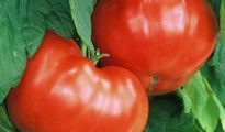 10 Tips for Growing Tomatoes in Your Garden