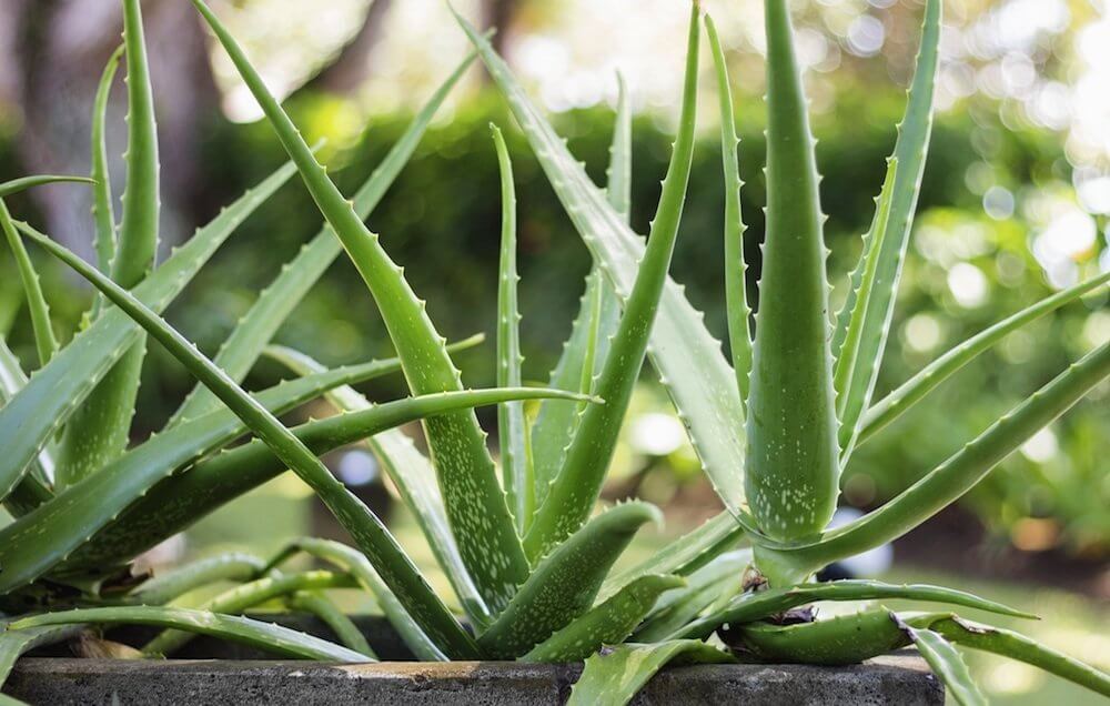 How to Care For Aloe Vera Plants