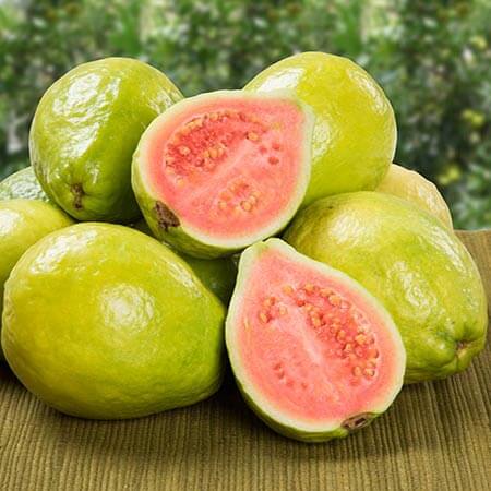 How to Grow Guava in Pots
