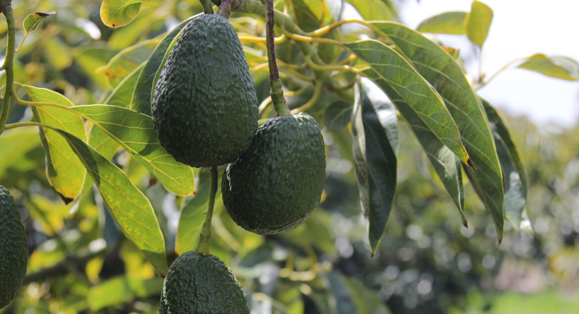 How to Grow Avocado Trees From Pits