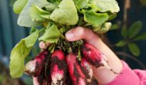 Top 10 Easy Vegetables to Grow For First Timer Gardeners