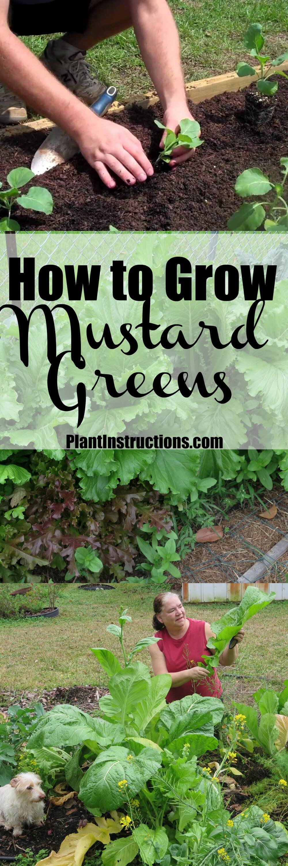 How to Grow Mustard Greens - Plant Instructions