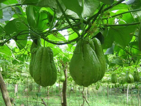 How to Grow The Chayote Plant