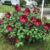 How to Care for Hibiscus Plants