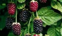 How to Grow Boysenberries