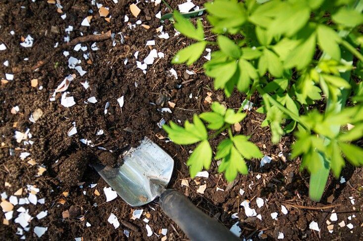 5 Tips & Tricks for Beginner Gardeners