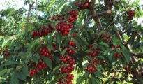 Cherry Growing Tips: How to Grow Healthy, Delicious Cherry Tree