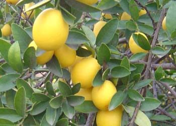 How to Grow Limequat Trees