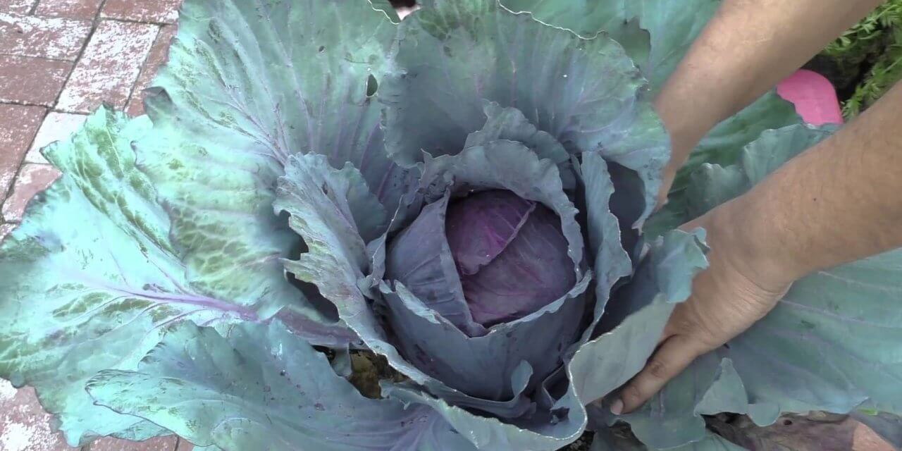 Growing Red Cabbage: How to Grow & Plant Red Cabbage