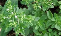 How to Grow Stevia Plants