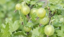 How to Grow Gooseberries in Your Garden or in Pots