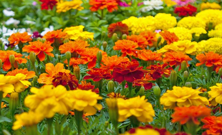 How to Plant Marigolds in Your Garden