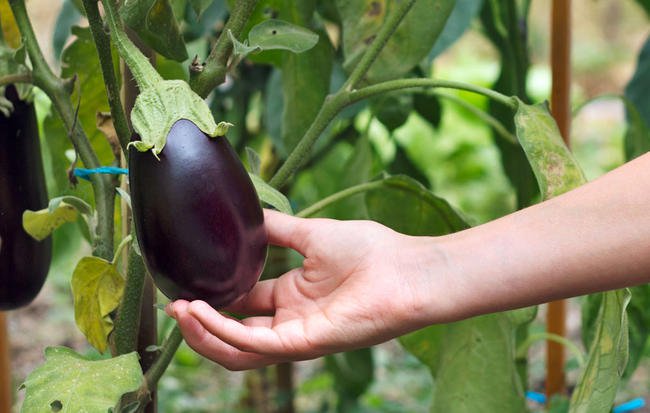 10 Tips for Growing Eggplant For an Amazing Harvest