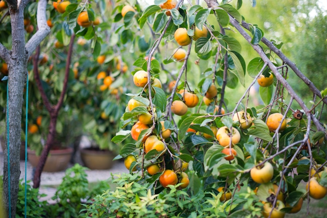 How to Grow Persimmon Fruit