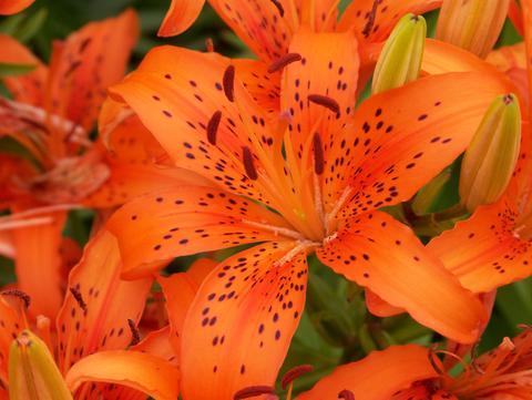 How to Grow Tiger Lilies In Your Garden