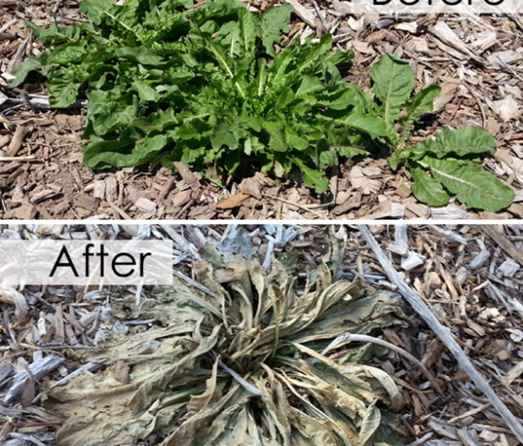 Mastering the Art of Weed Control: A Comprehensive Guide to Keeping Your Garden Bed Weed-Free