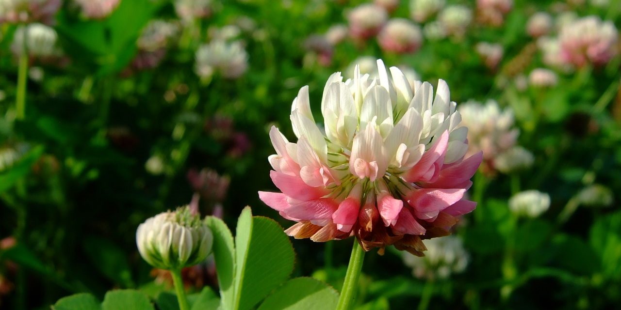 How to Grow Alsike Clover Plants