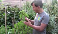 How to Grow Egyptian Spinach AKA Molokhia