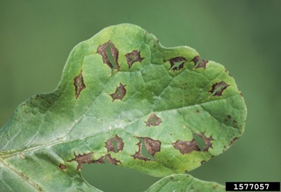 How to Treat Leaf Blight on Watermelon Leaves
