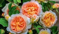 Easiest Roses To Grow: Foolproof Rose Growing Guide