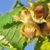 How to Grow Hazelnut Trees