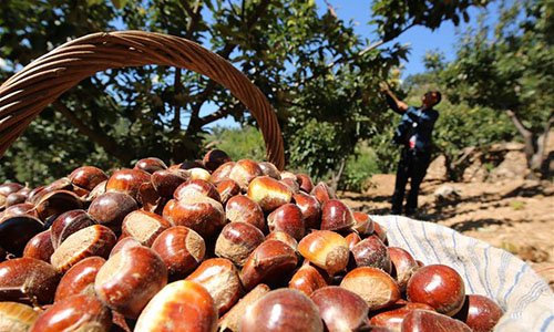 How to Grow Chestnut Trees