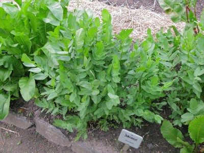 How to Grow Skirret Plants & What They Are