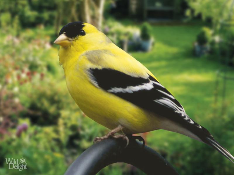 How to Attract Songbirds to Your Garden