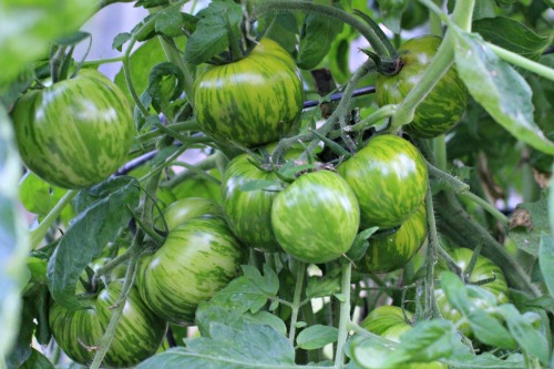 How to Grow Green Zebra Tomatoes in Your Garden