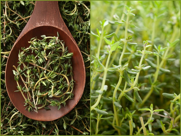 Thyme Varieties: How to Grow Different Types of Thymes