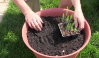 How to Grow Asparagus in a Container