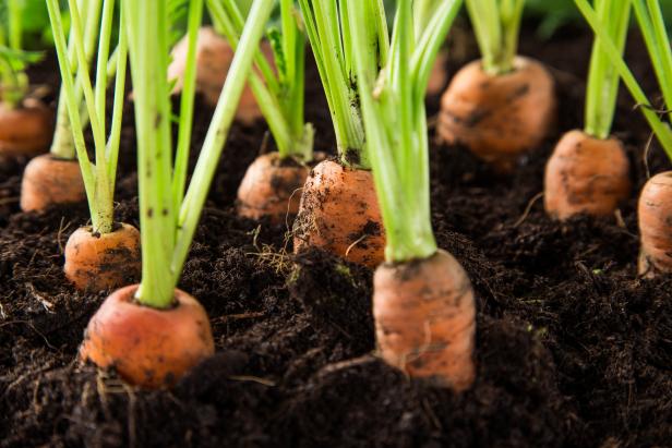 How to Plant Carrots