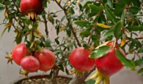 How to Grow Pomegranates in Pots