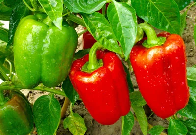 5 Tips For Growing Bell Peppers: A Guide to Growing Big, Beautiful Bell Peppers