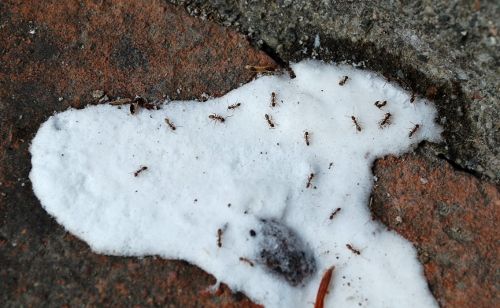 Homemade Ant Killer Recipe: DIY Borax Ant Killer