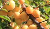 How to Grow Yellow Plums AKA Mirabelle Plums