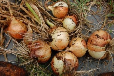 The Secret To Growing Large Onions