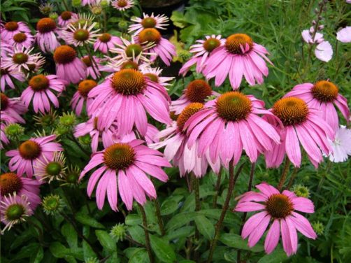 The Ultimate Guide to Planting Perennials